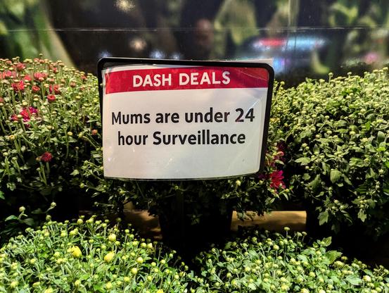 “Mums are under 24 hour Surveillance” printed on a sign sticking up from among pots of flowering mums, arranged outside a store at night but brightly lit. The sign has “DASH DEALS” printed at the top in white on red for anyone who might recognize the store, though it adds nothing to the gag.