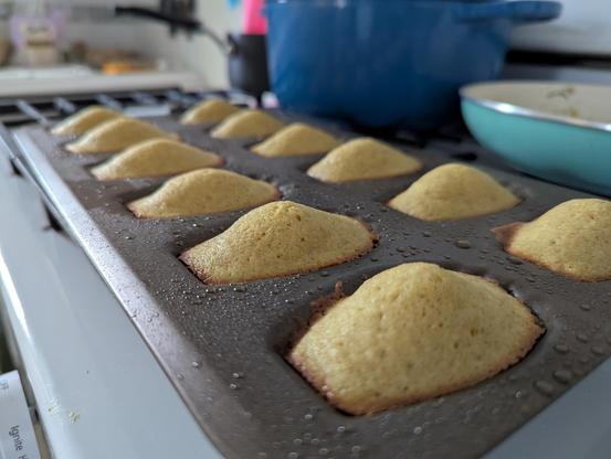 Looking down the length of the baked madeleines still in the pan, yellow domes on each sticking up easily as deep as the madeleine itself.