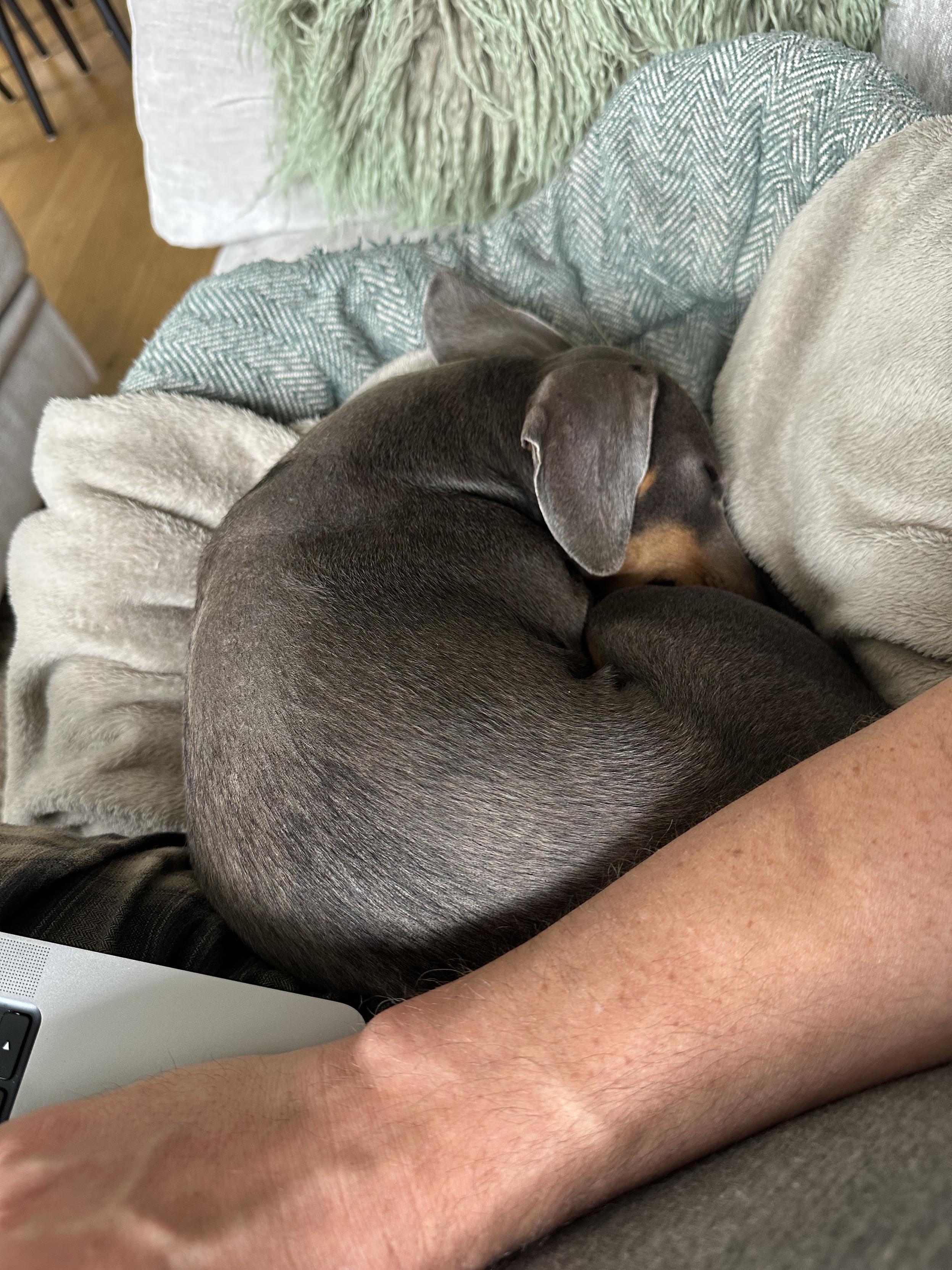 A curled-up mini dachshund sleeping in its bed on a couch, pressed up against the side of a person working on a laptop.