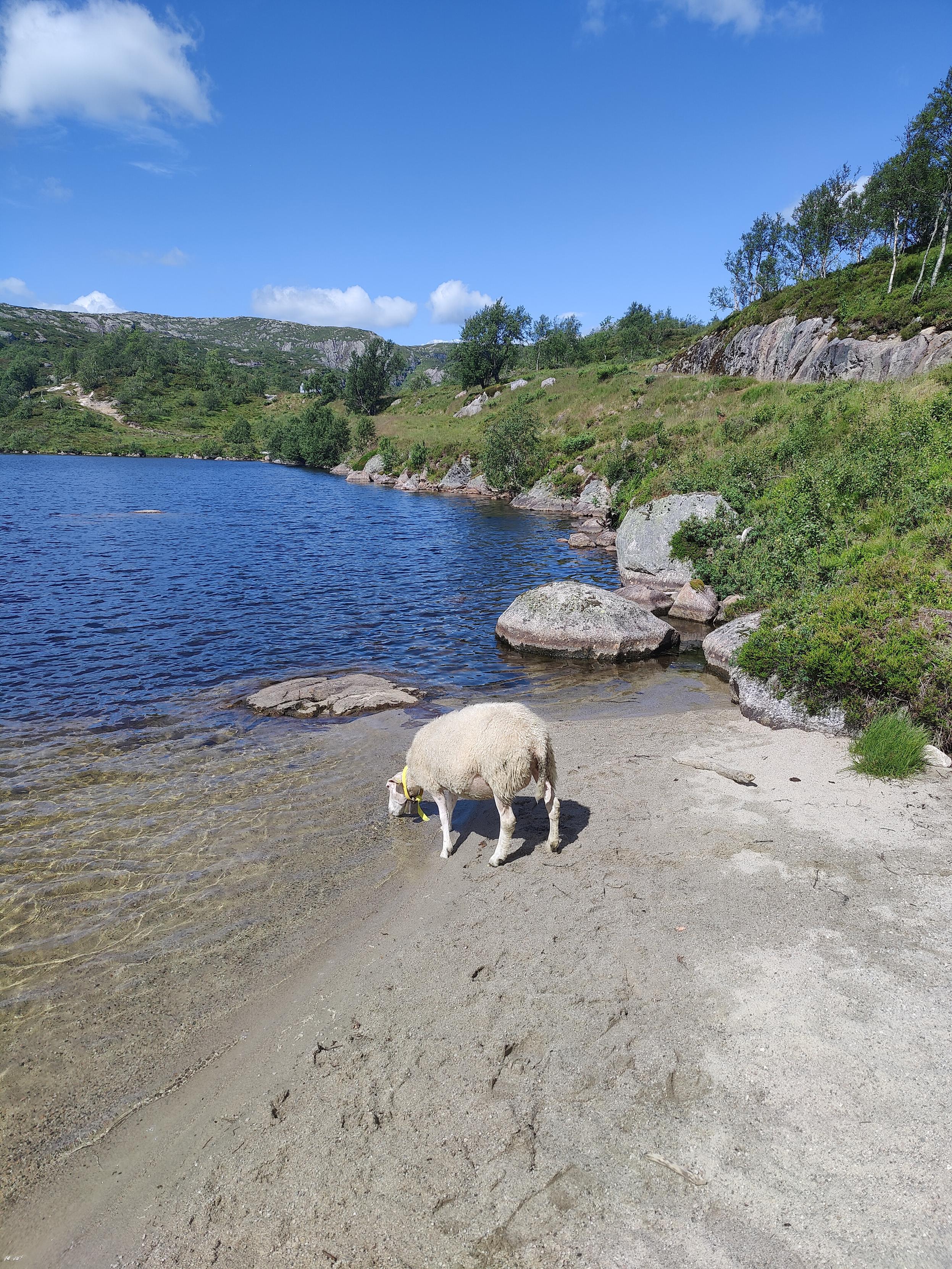 Sheep drinking water from a lake.