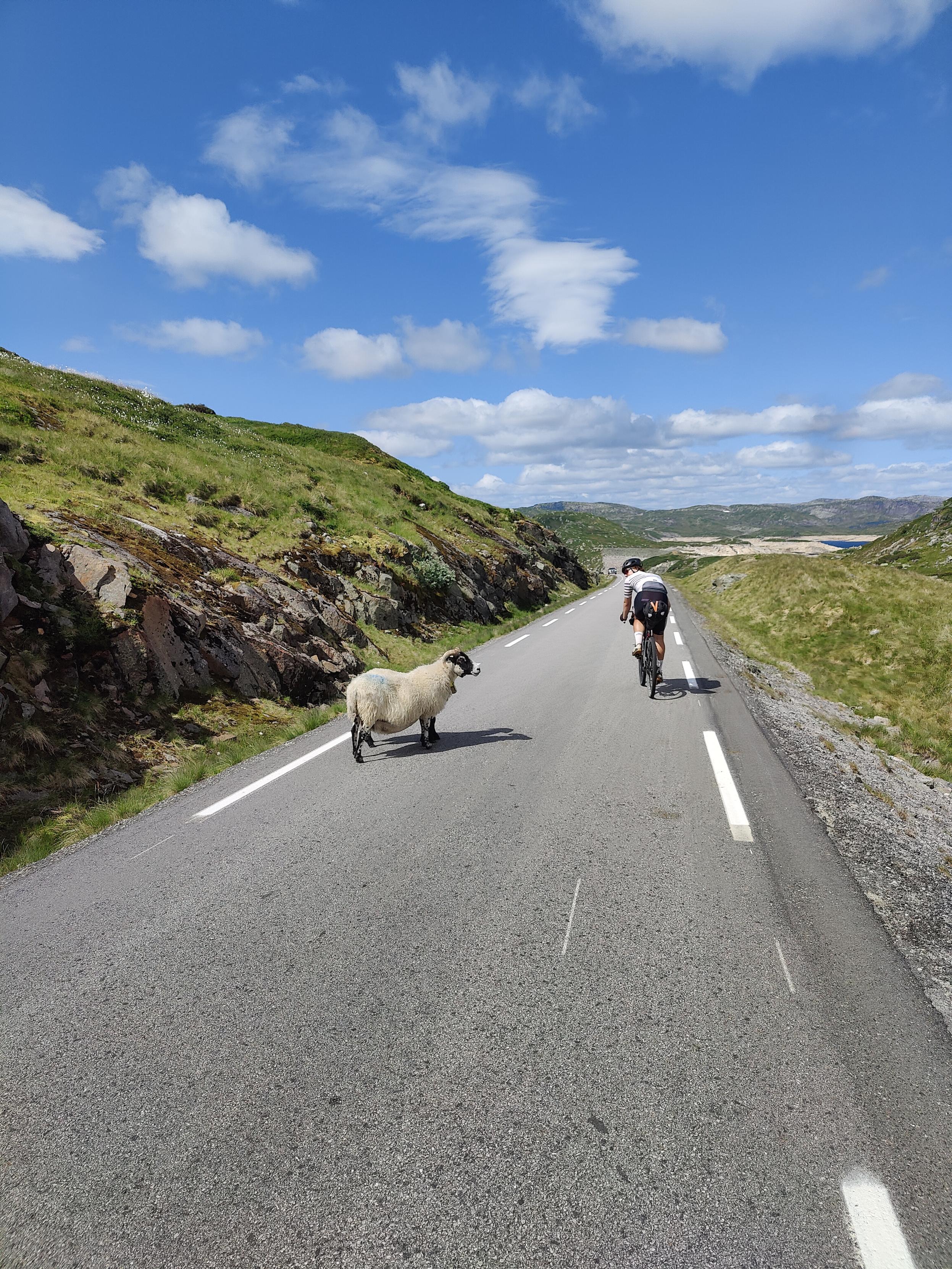 Cyclist and sheep on the road.