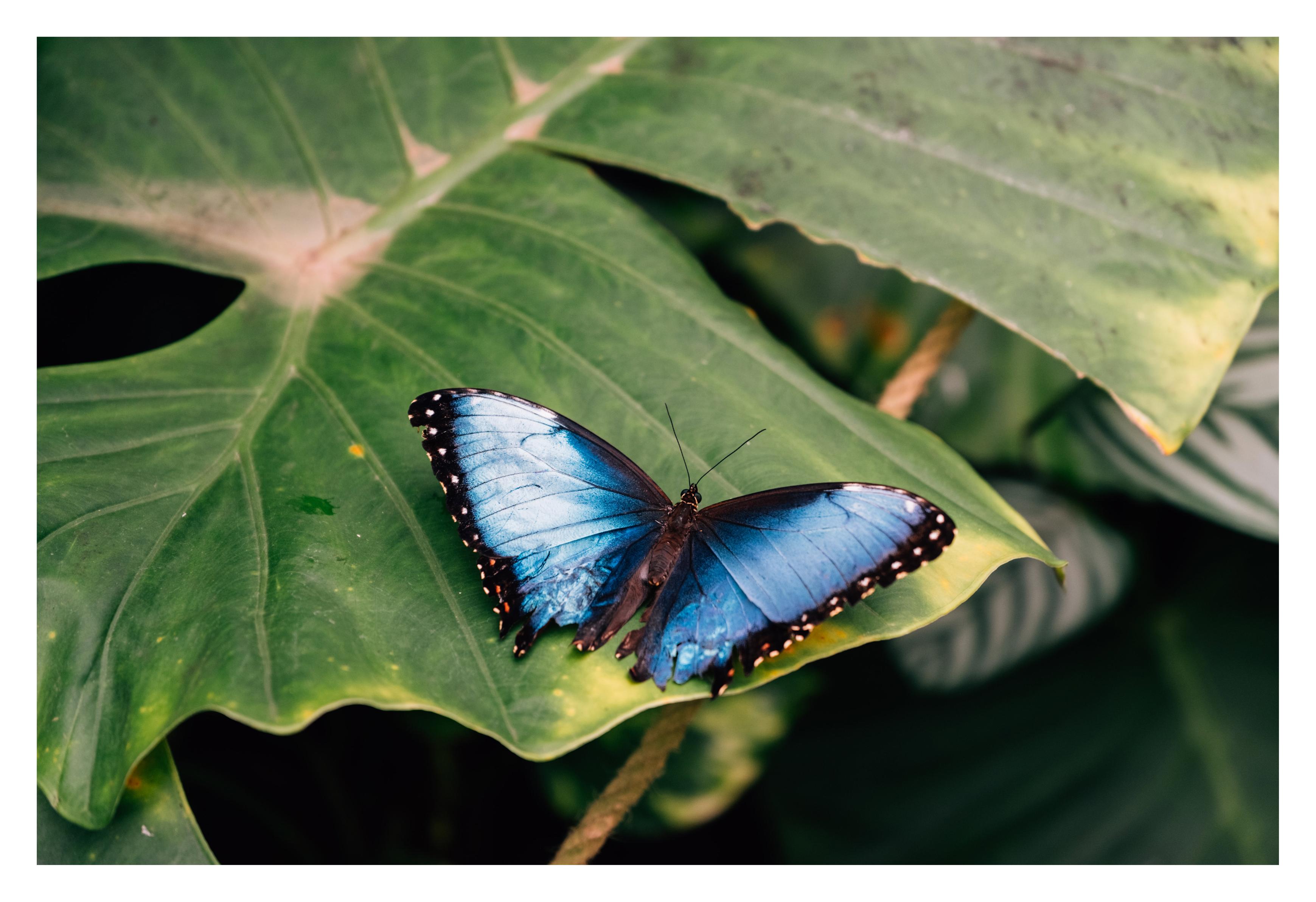 bright blue butterfly
