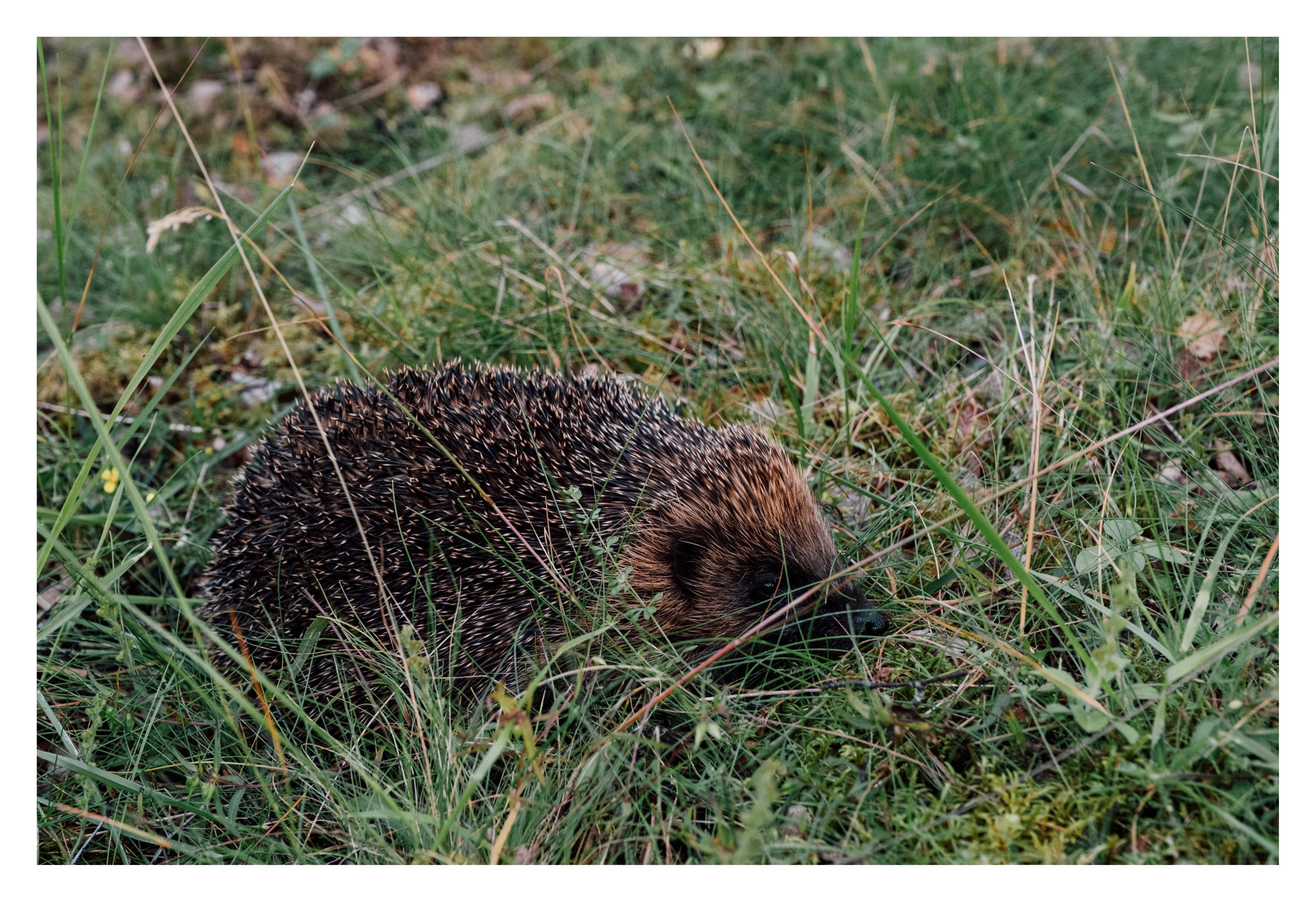 Hedgehog in the grass