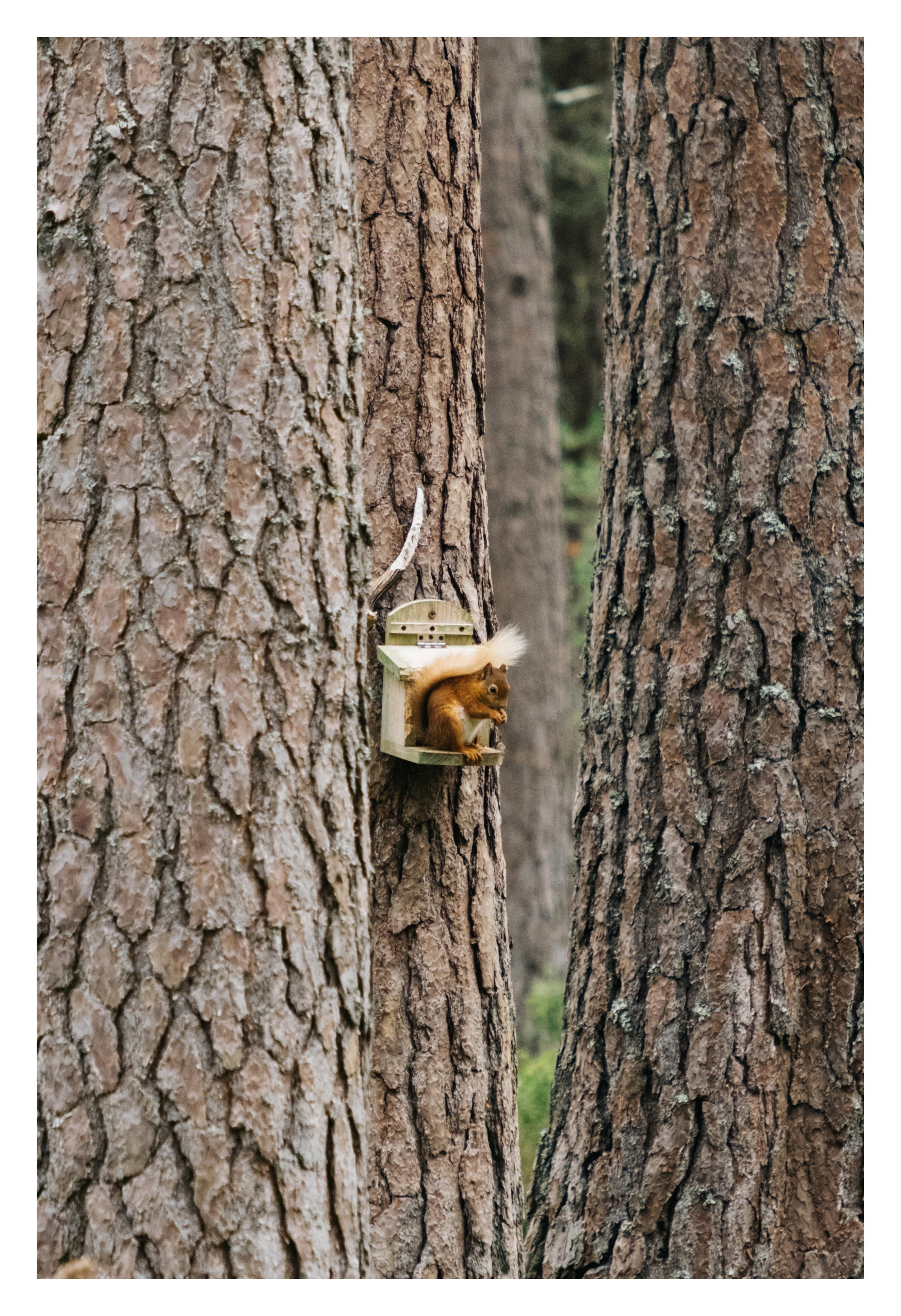 Red squirrel eating from a feeder