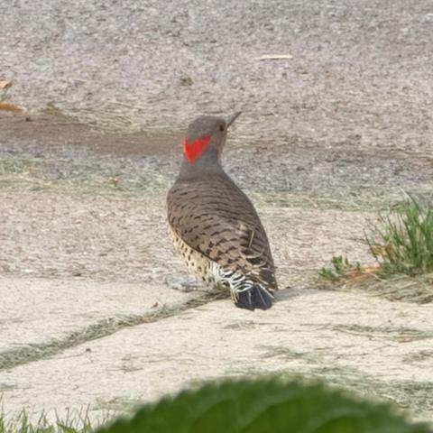 Back of a maybe 12 inch gray-brown bird with a bright red V on the back of its head, black and brown bars on the wings, and white and black tail feathers hidden below.