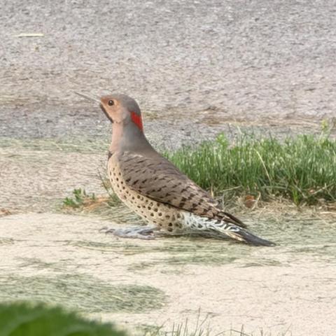 Same bird from the side showing black spots on its lighter brown torso, clearer view of the white tail feathers, and a black stripe well under its eye from the beak to the throat.