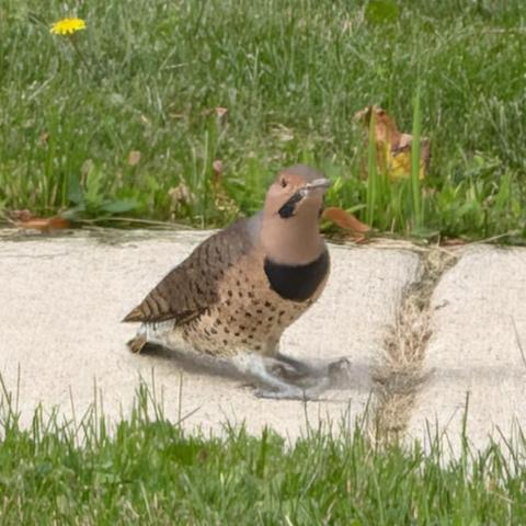 Looking at the bird nearly head-on, where a large black crescent bib is visible on its chest, the spotted chest is more visible, and there is the tiniest hint of yellow under its wings.